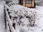 A Day after the Snow